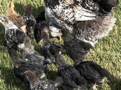 Standard Cochins pullets