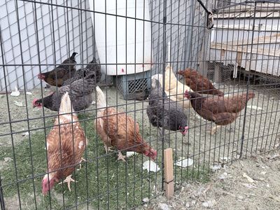 14 laying hens