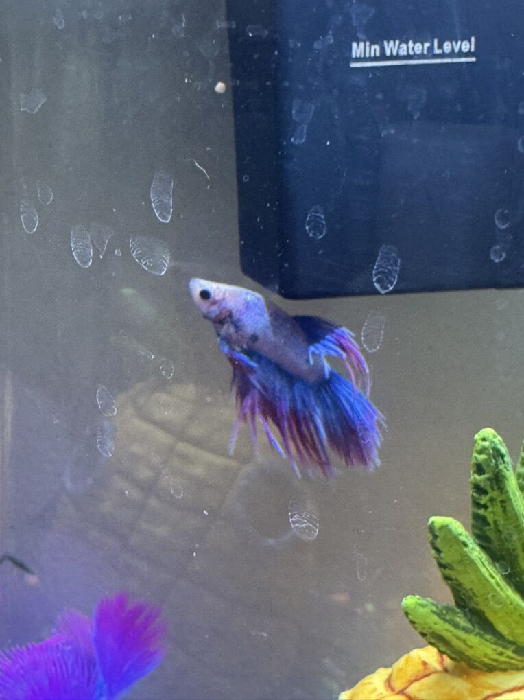 Male Betta Fish