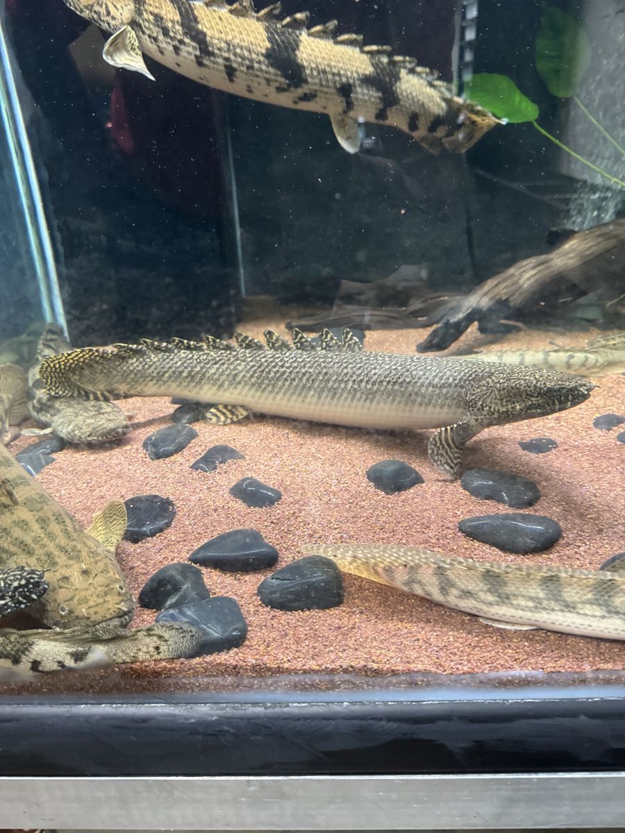 18-19” ornate bichir