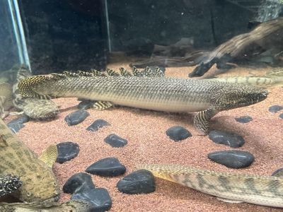 18-19” ornate bichir