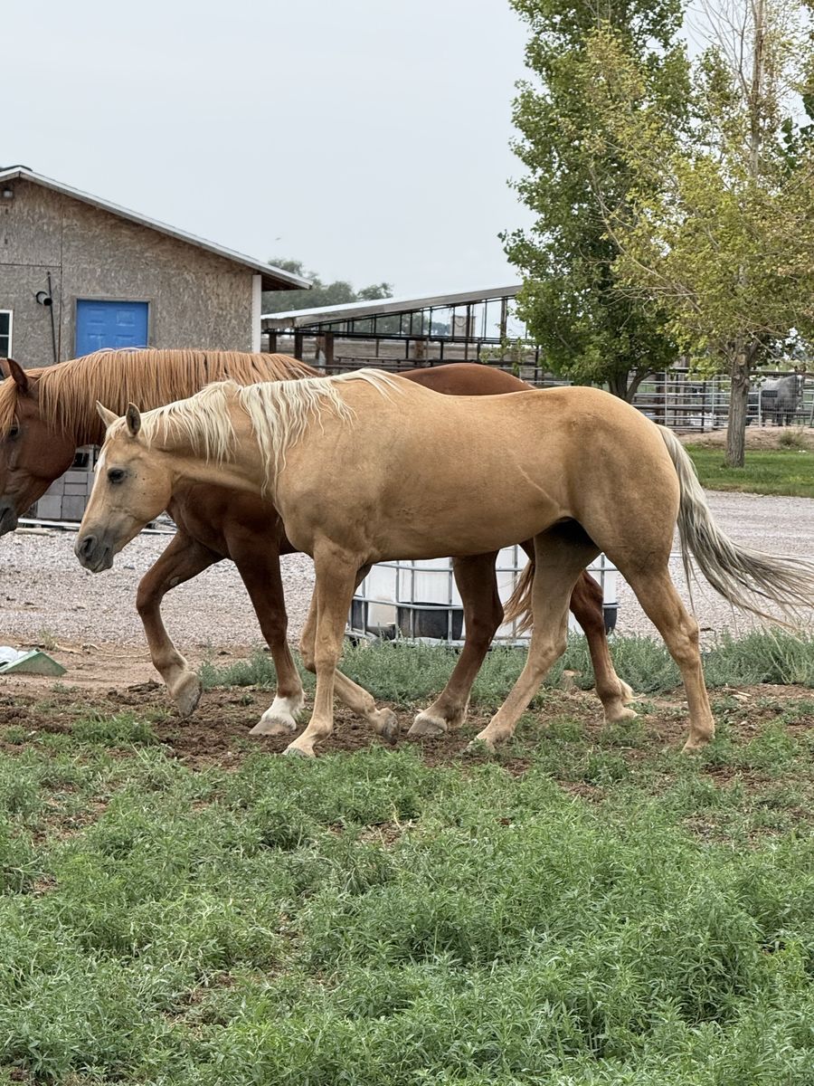 2010 palomino mare