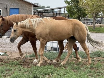 2010 palomino mare