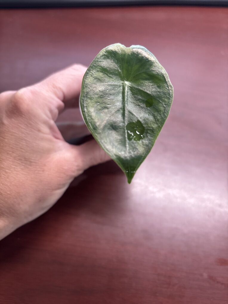 Alocasia Ebony Starter Plant Pup