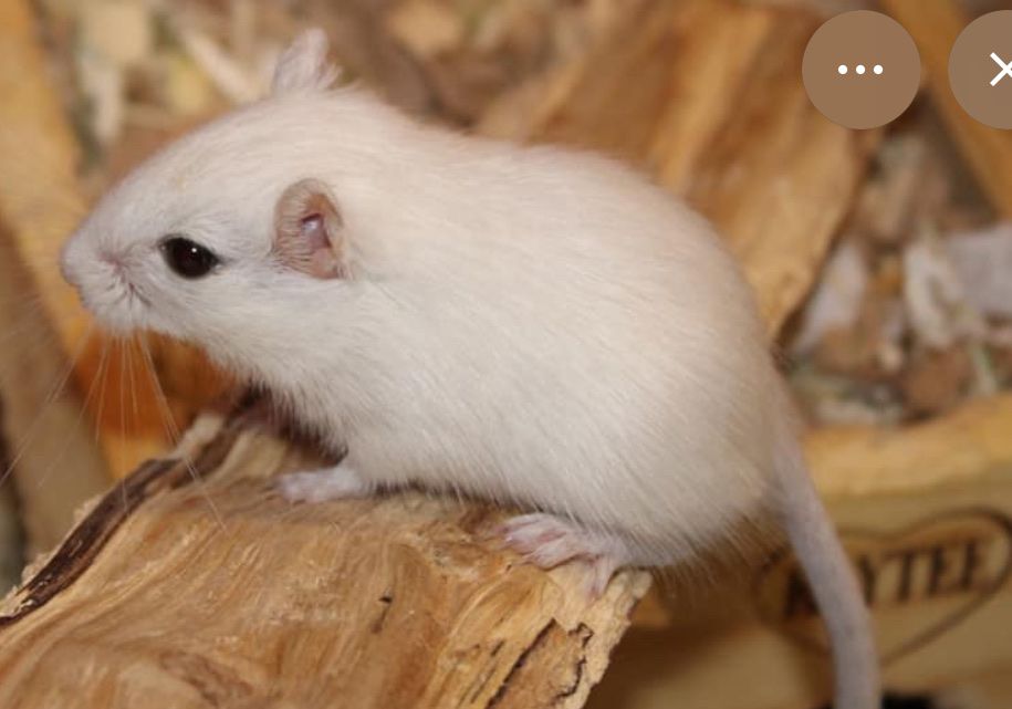 White Gerbil w/supplies