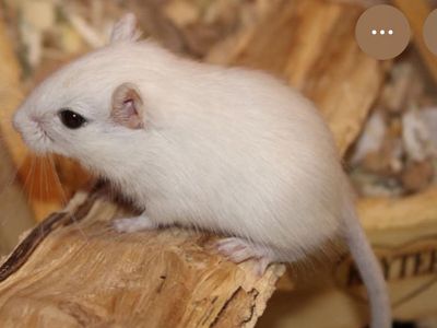 White Gerbil w/supplies