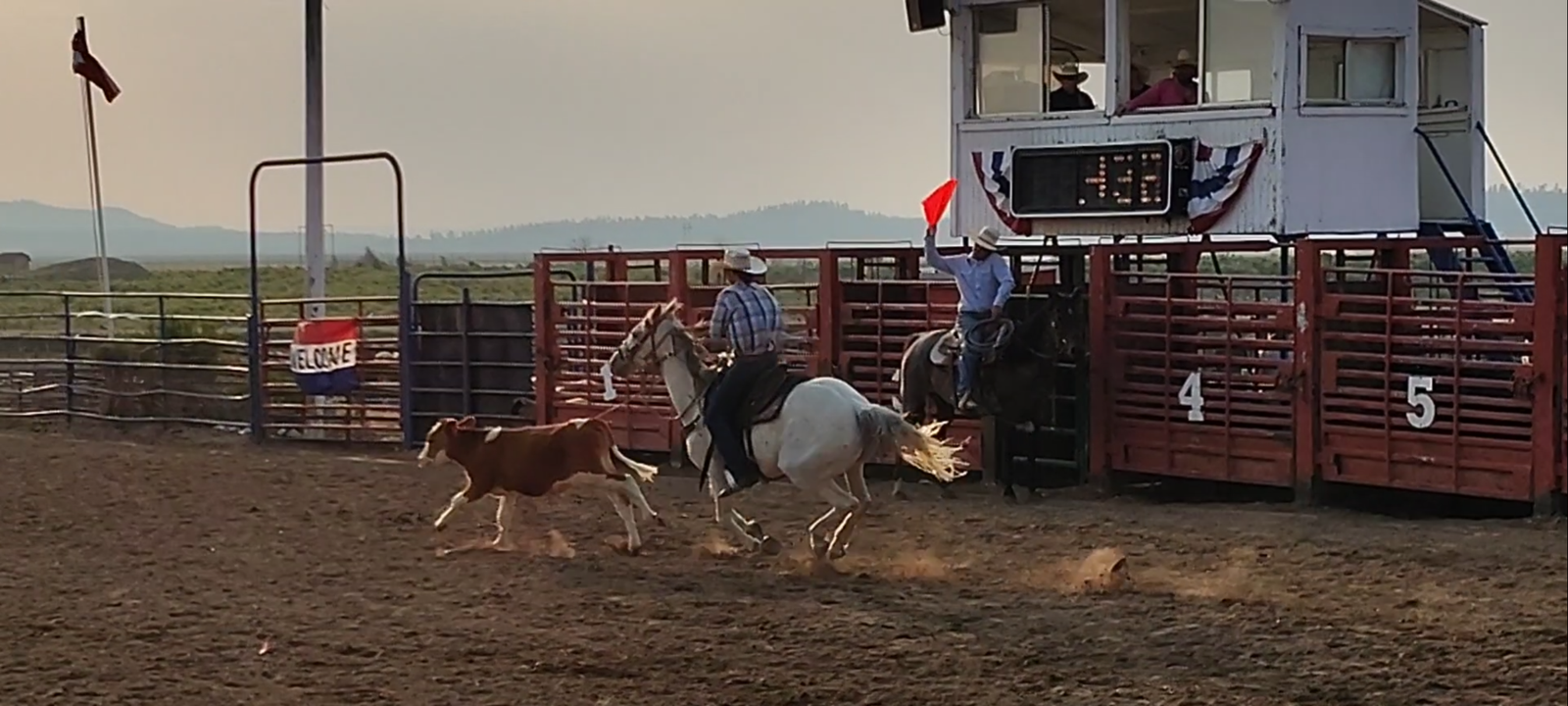 All around grey gelding 