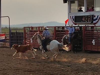All around grey gelding