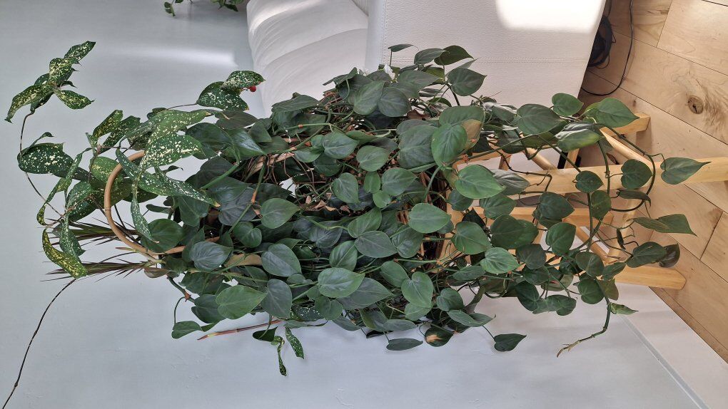 Multiple plants in basket Springville