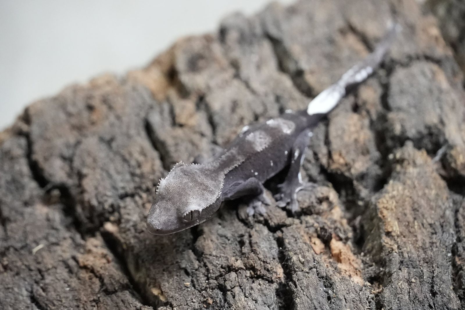 Axanthic crested Gecko