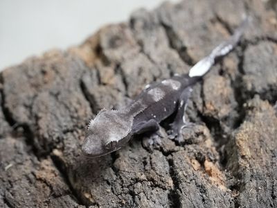 Axanthic crested Gecko