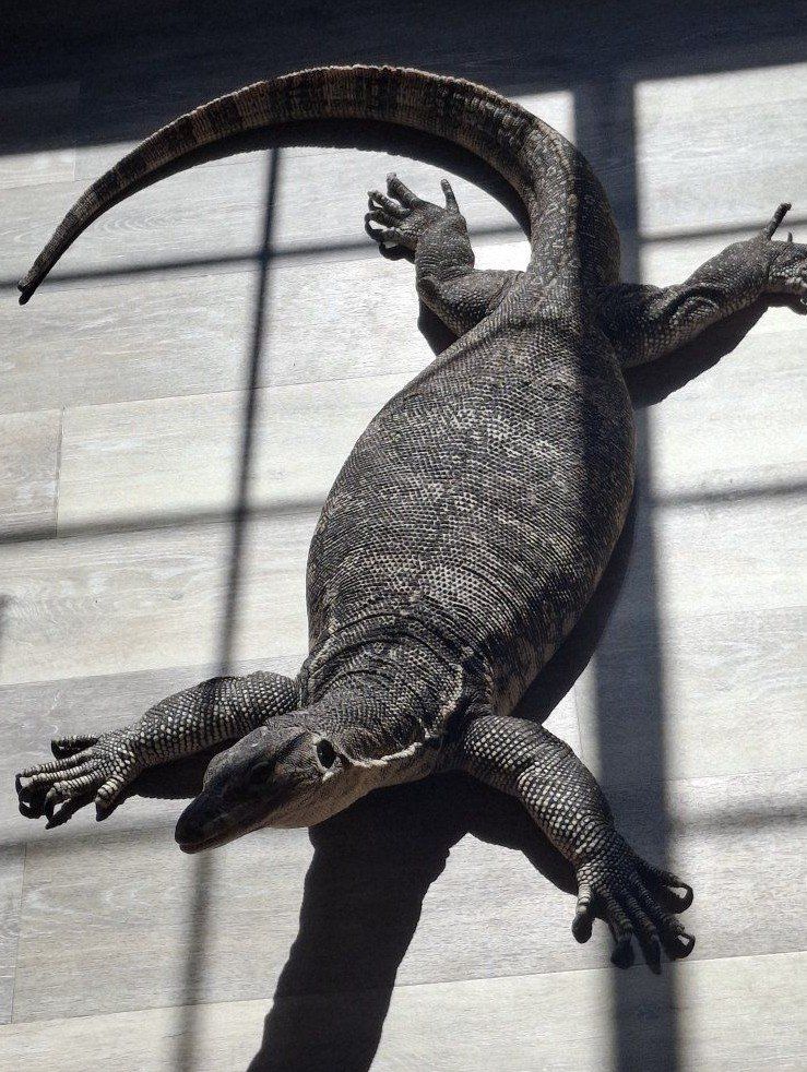 4 year old Water Monitor Lizard very well trained. Great with kids. my nieces and Nephew hang all over her.