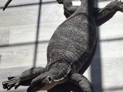 4 year old Water Monitor Lizard very well trained. Great with kids. my nieces and Nephew hang all over her.