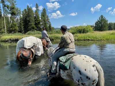 Registered Appaloosa