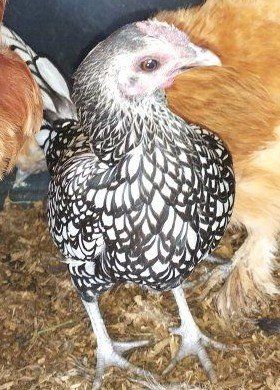 TEENY TINY small Sebring hen chicken laying 1 year