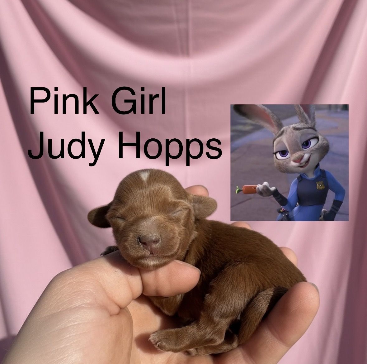 F1BB Micro Golden Doodle Pups