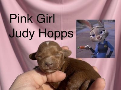 F1BB Micro Golden Doodle Pups