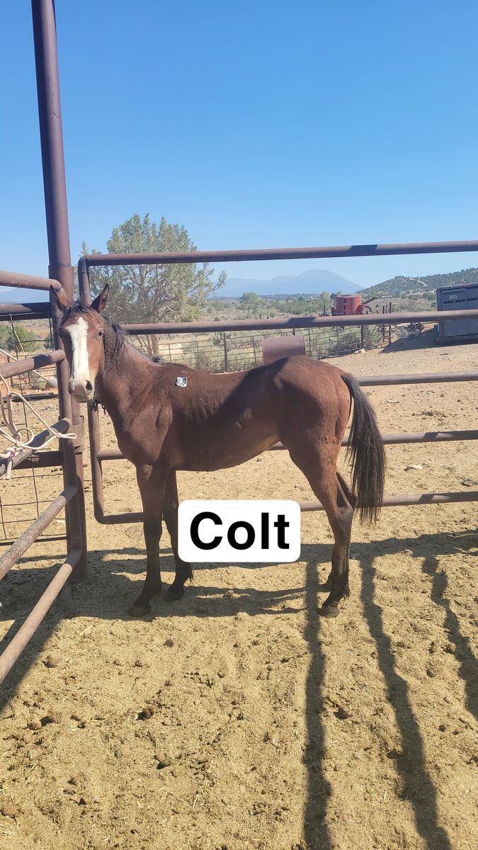 Colt