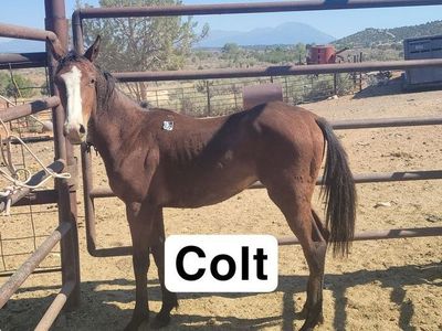 Colt