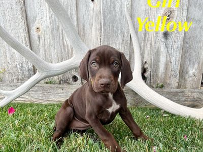HUNTING DOGS- GSP / VIZSLA FEMALES!