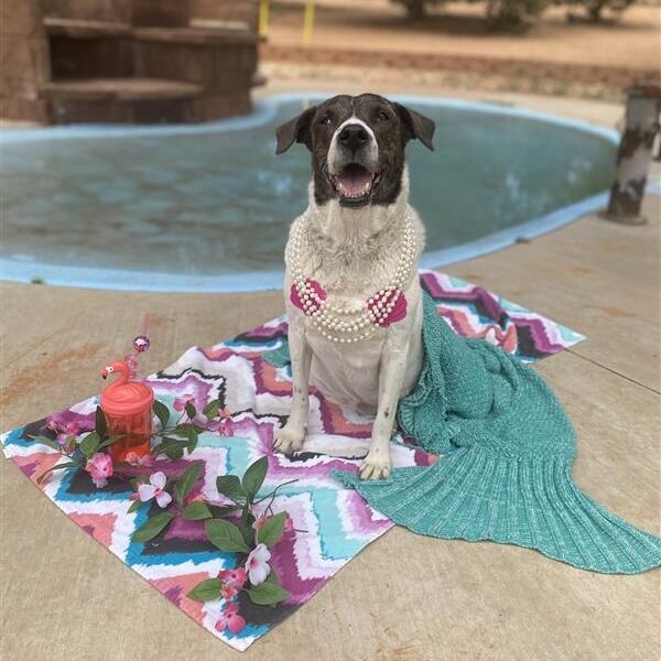 Hello my name is Dolphina