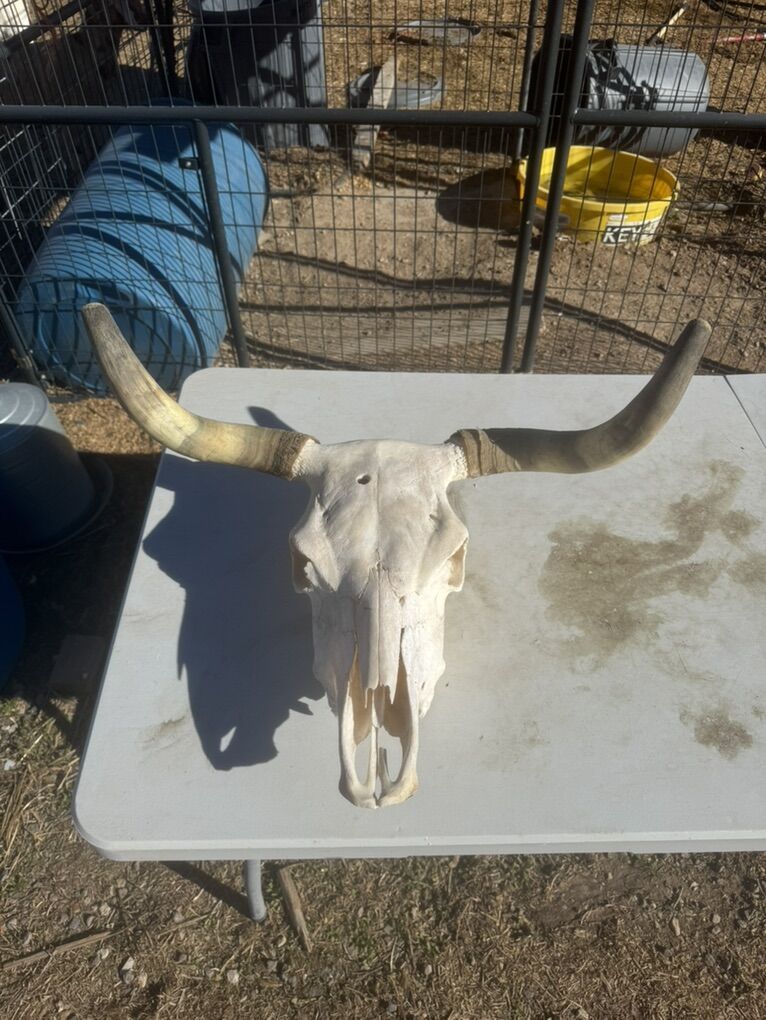 steer And Bull Skulls