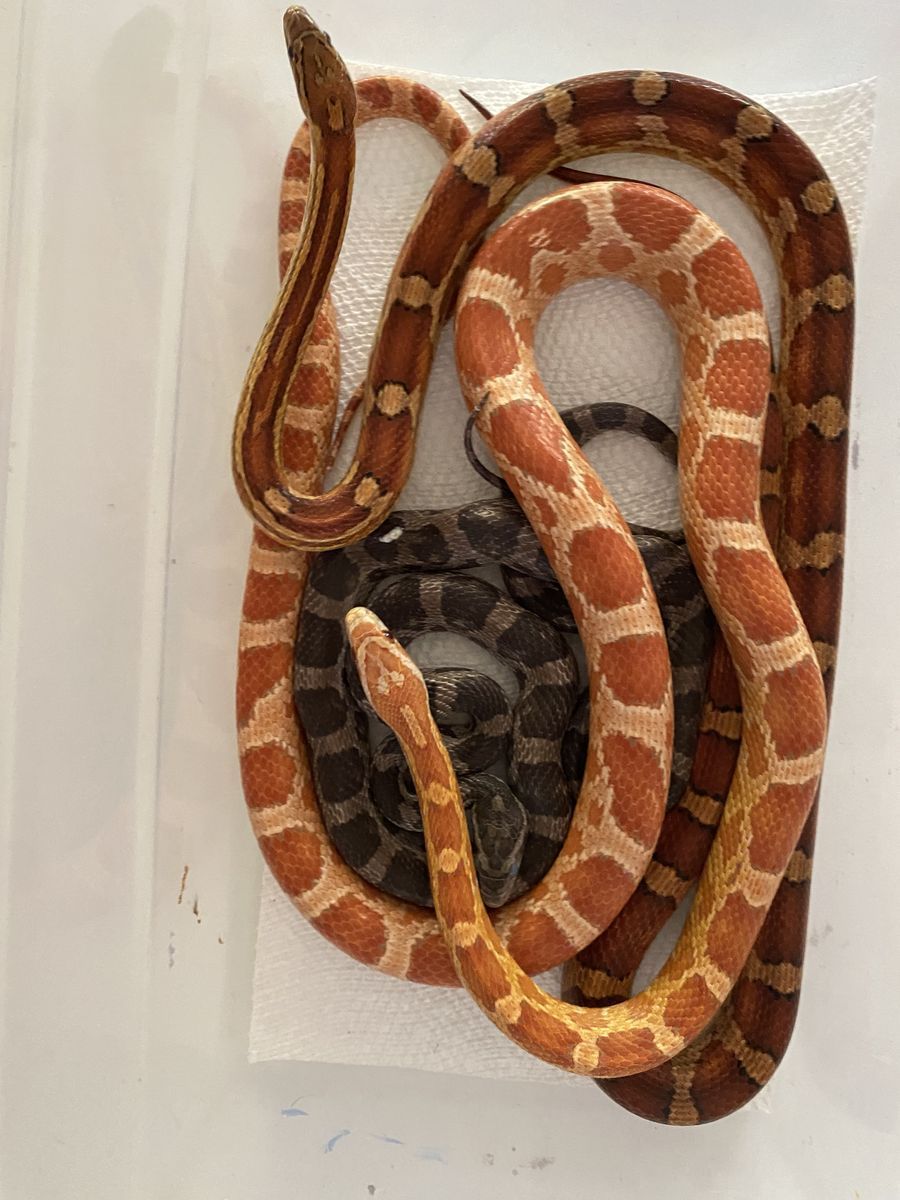 3 Corn Snakes (Breeding Trio) • 2 are Het Scaleless!