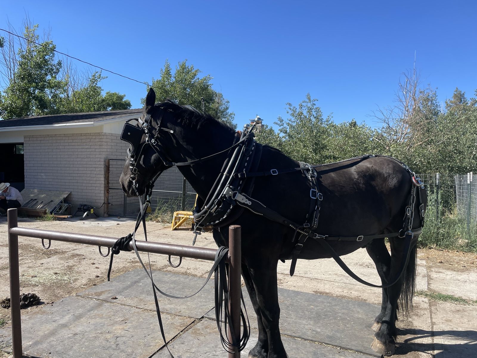Broke Percheron gelding