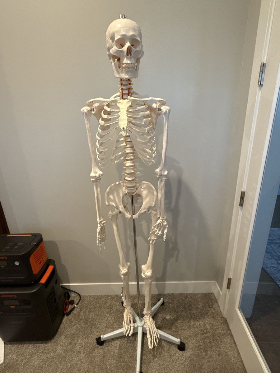 Anatomically Correct Skeleton