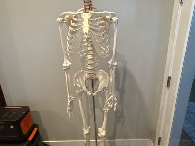 Anatomically Correct Skeleton