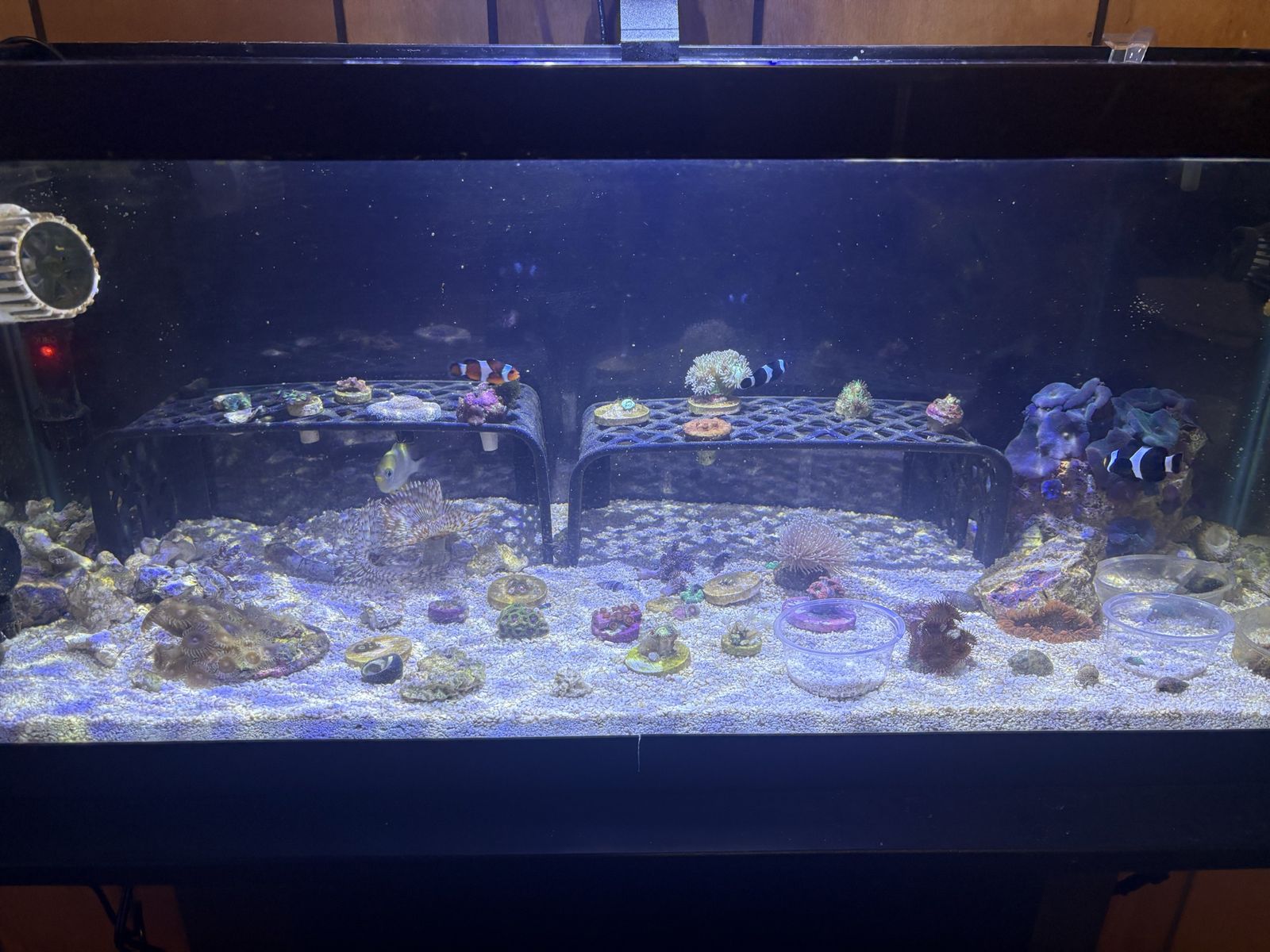Live coral