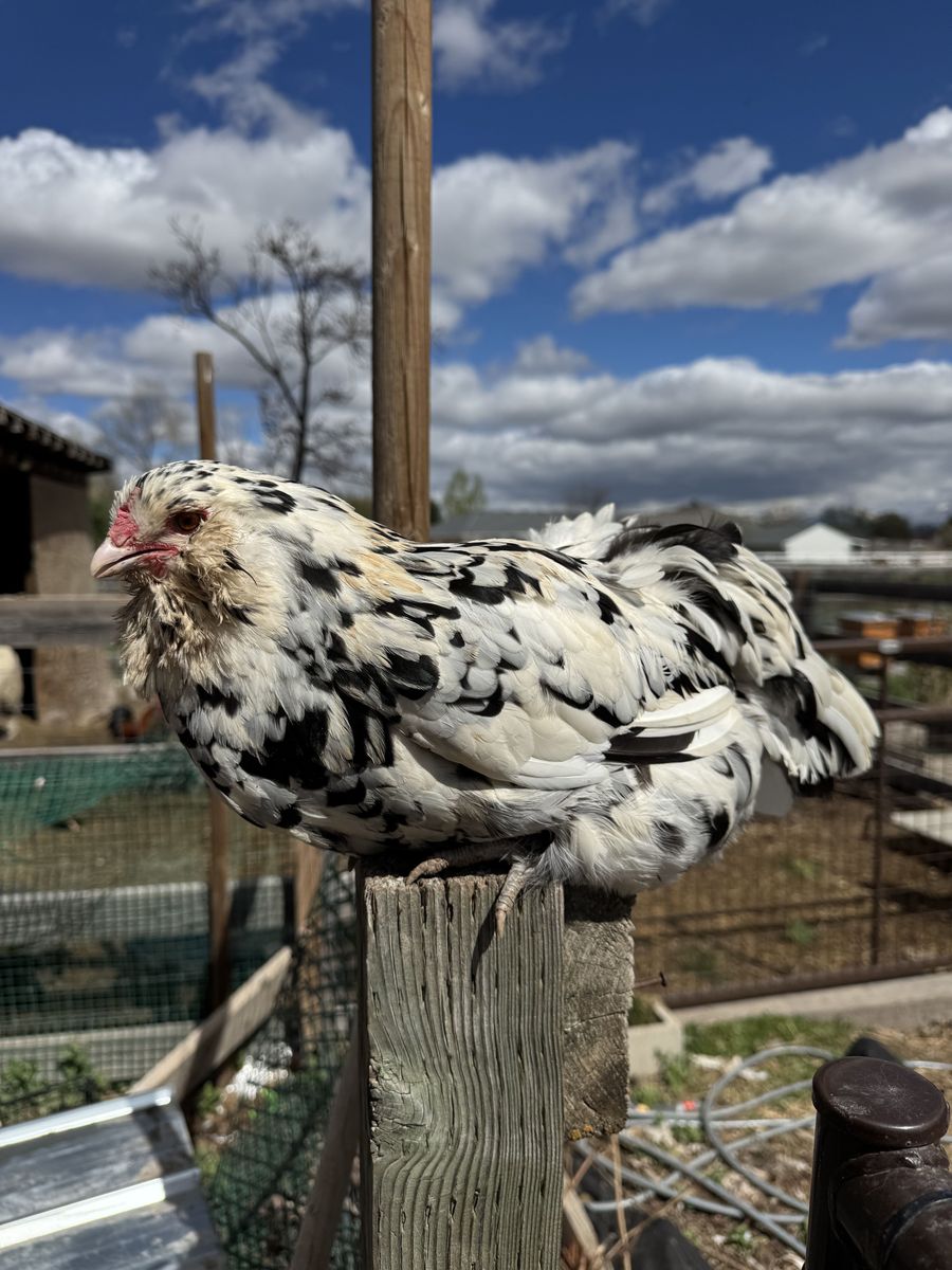 Purebred Ermine Ameraucana Hatching Eggs