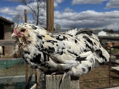 Purebred Ermine Ameraucana Hatching Eggs