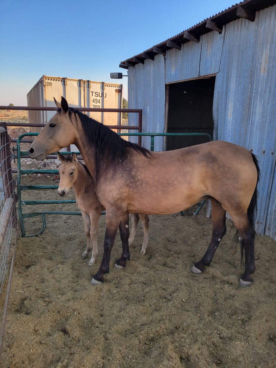 Mare/foal