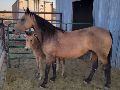 Mare/foal