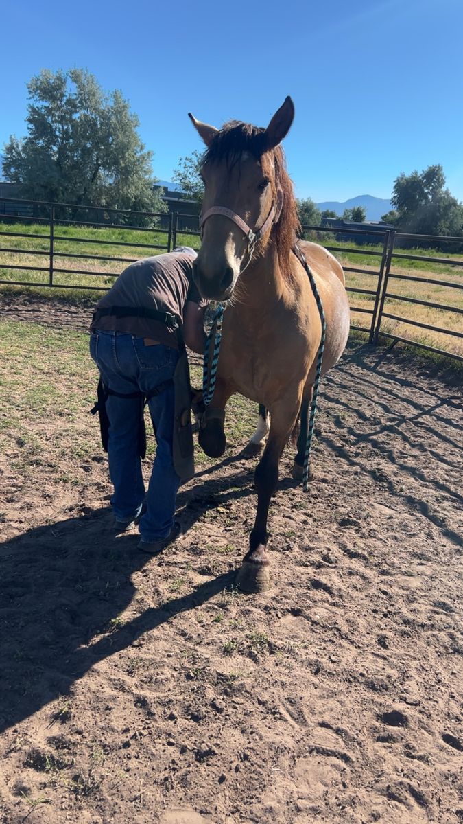 Beautiful buckskin mare for sale we are located in west haven