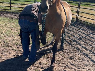 Beautiful buckskin mare for sale we are located in west haven