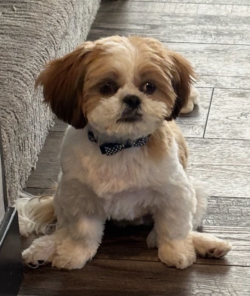 Shih Tzu Puppy Looking for His Forever Home