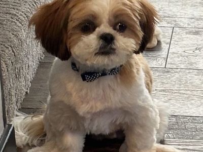 Shih Tzu Puppy Looking for His Forever Home