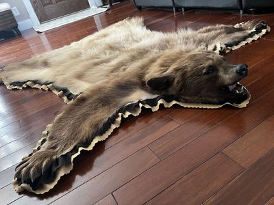 Blonde Black Bear Skin Rug Hide Taxidermy