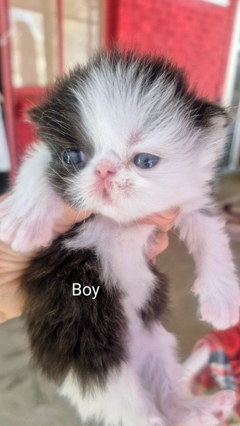 Persian kittens purebred (7 total)