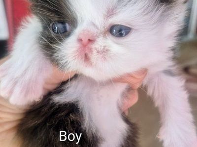 Persian kittens purebred (7 total)