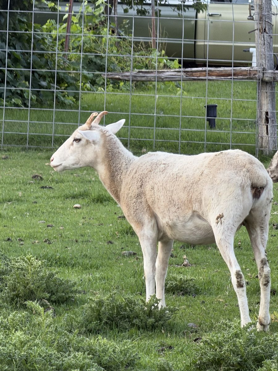 New Mexican Dahl Cross Ewes