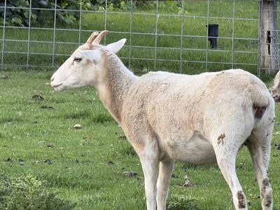 New Mexican Dahl Cross Ewes