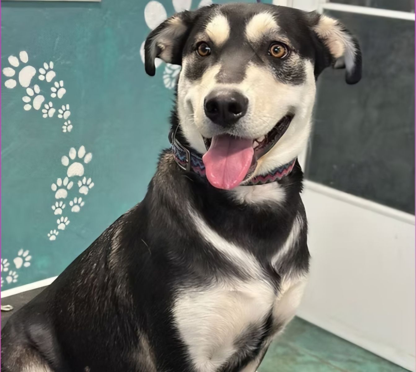 Female husky mix up for adoption at Fullmer Menagerie Animal Rescue