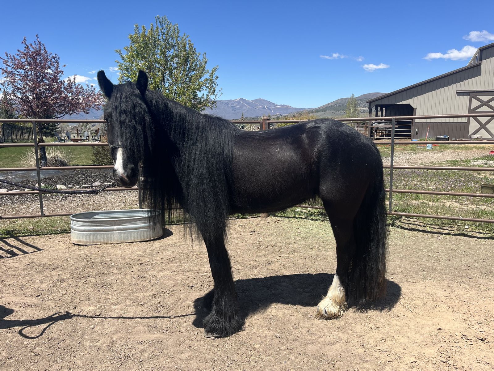 Lovely 4 year old Gypsy Vanner for sale