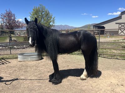 Lovely 4 year old Gypsy Vanner for sale