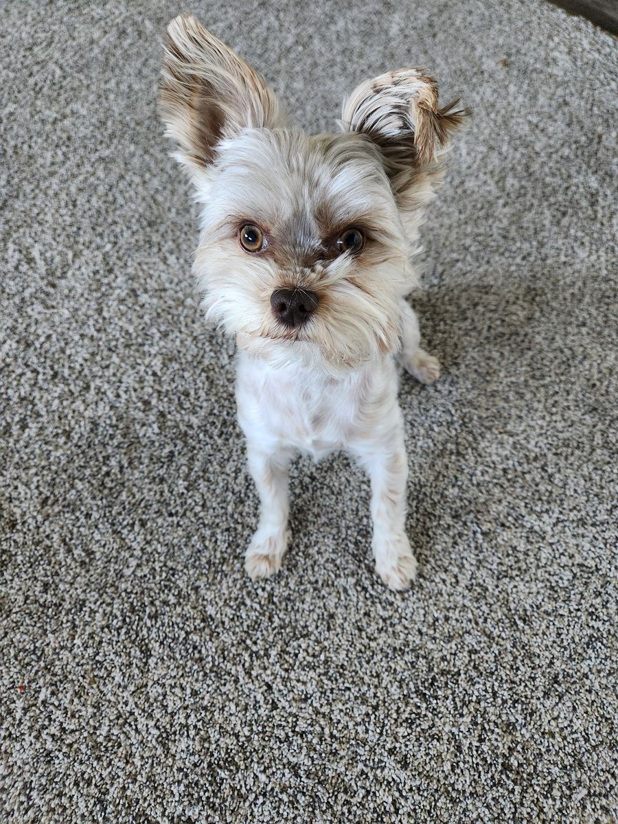 Full Parti Yorkie 3 pounds for Stud only! 