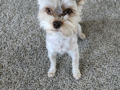 Full Parti Yorkie 3 pounds for Stud only!