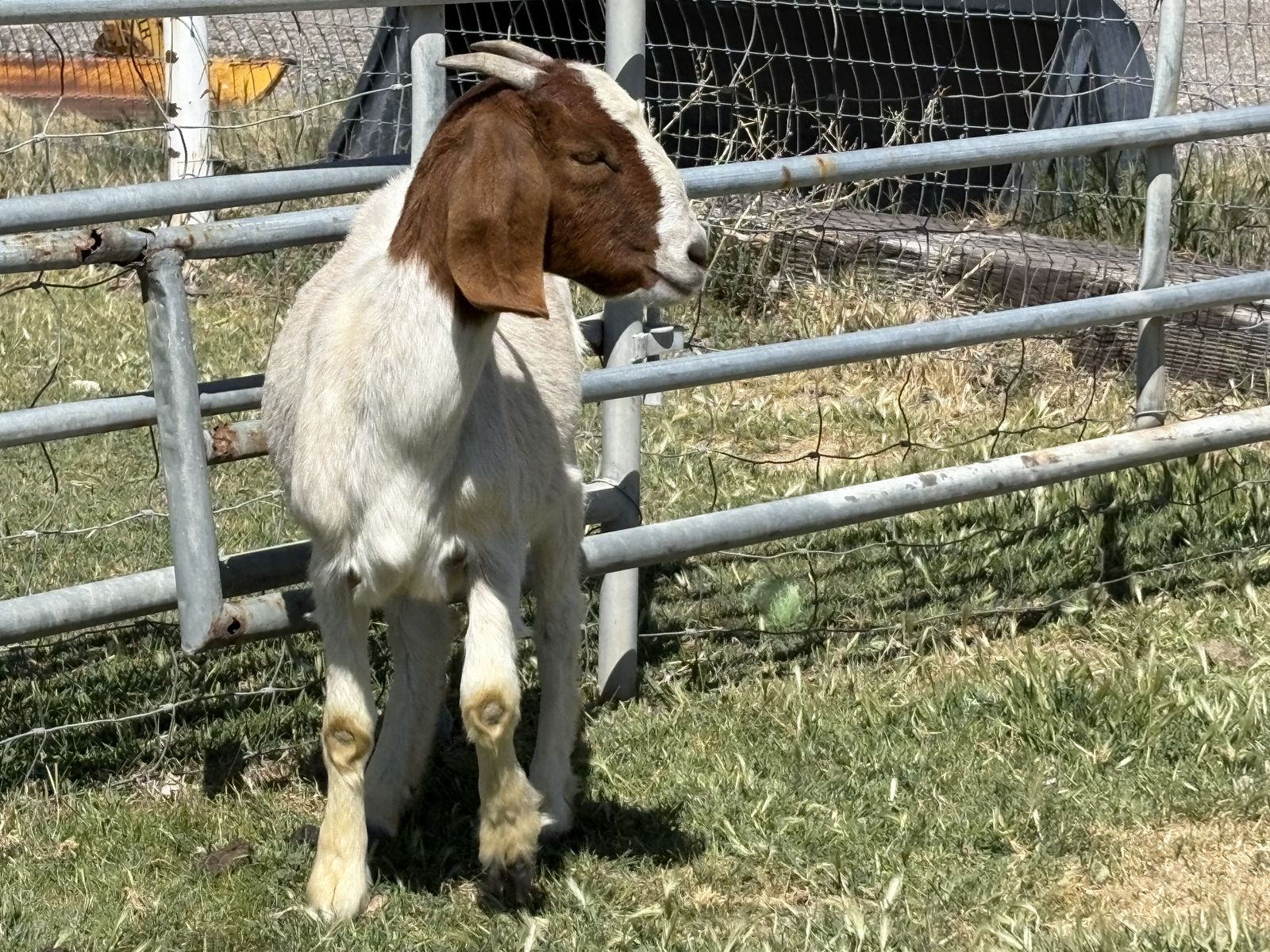 2 Boer nanny goats for Sale